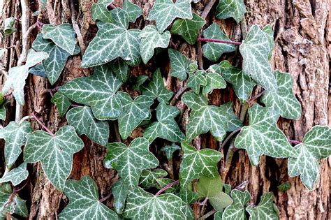 Hedera Helix - Engelsk Ivy